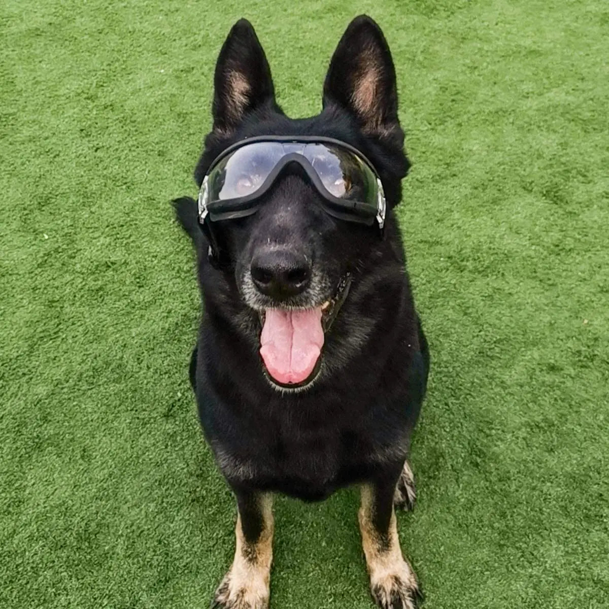 Pup Shades: Stylish Dog Sunglasses with Adjustable Strap – Ultimate Eye Protection for Adventure-Ready Dogs!